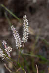 Largeflower jointweed